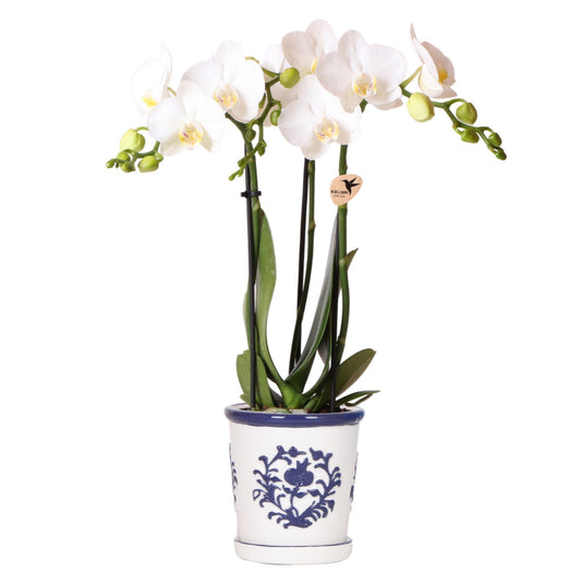 Witte Orchidee Amabilis + Blauwe Malaga Pot - Potmaat 9cm