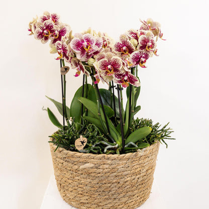 Cuenco de orquídea con depósito de agua y mechas - 25 cm