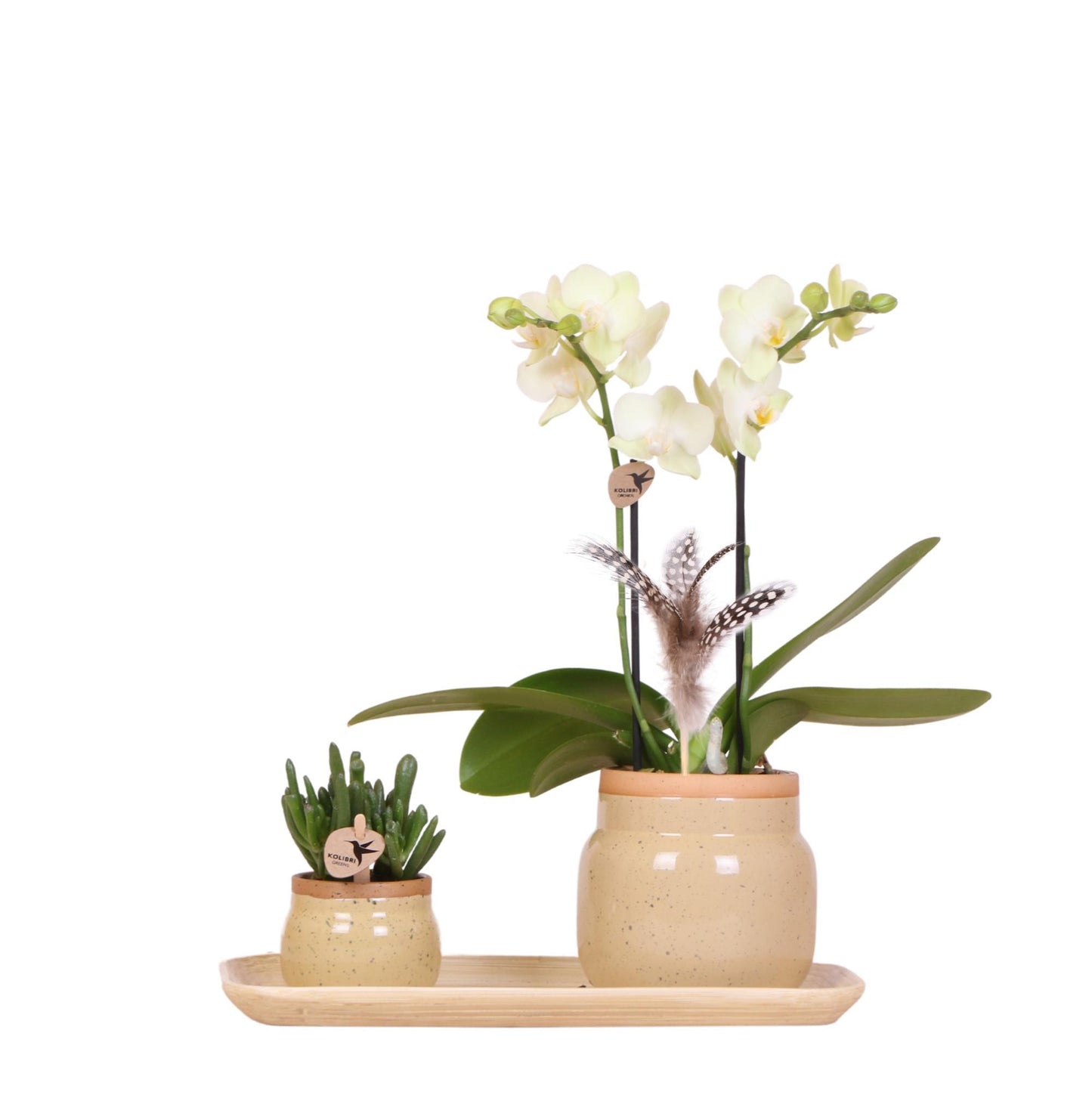 Yellow Orchid + Vintage khaki pots + Bamboo Tray