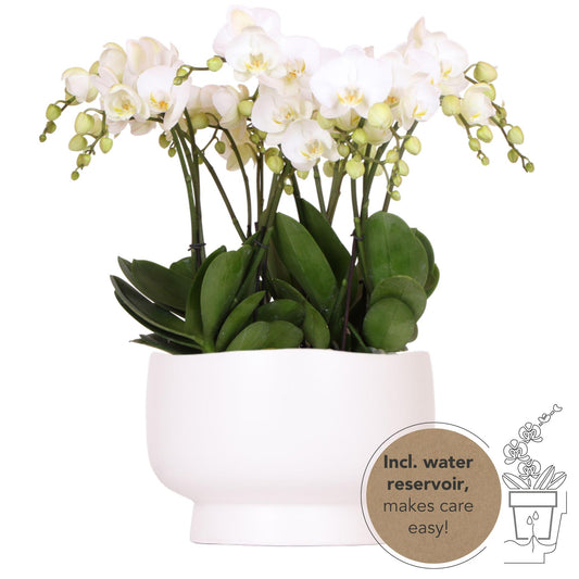 White Orchid Set in SCANDIC dish incl. water reservoir