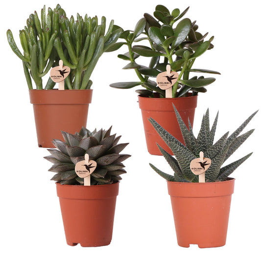 Set of 4 Succulents - Pot Size 9cm