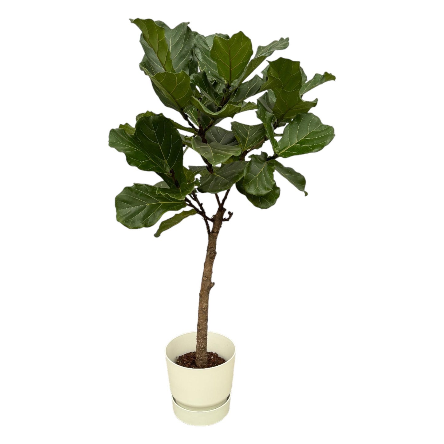 Ficus Lyrata op stam + elho Greenville Rond wit - 160 cm - 30 cm