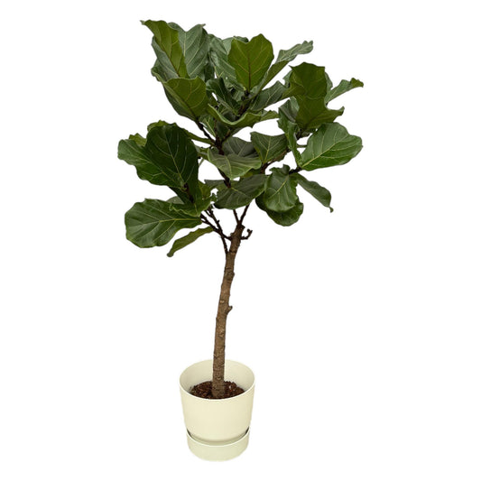 Ficus Lyrata on a stem + Elho Greenville Round white - 160 cm - 30 cm