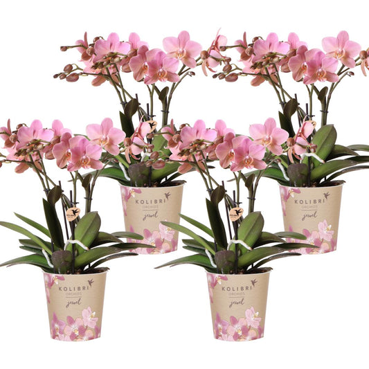 COMBI DEAL of 4 Orchids - Treviso - pot size 12cm