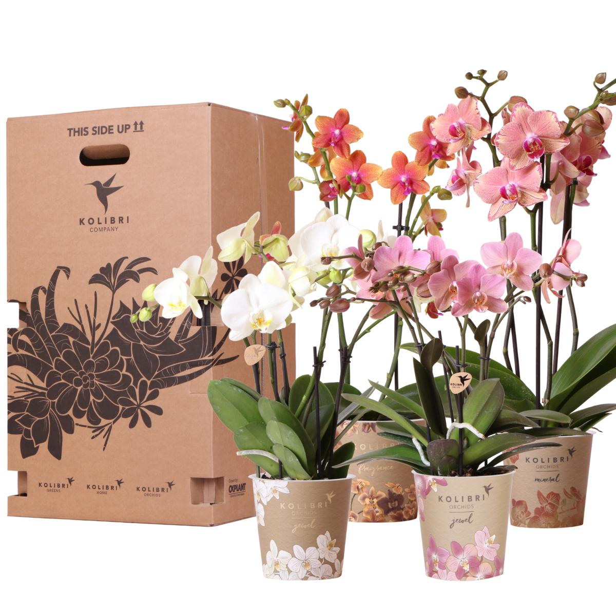 Surprise Box Mix - Orchid Mix Box with 4 different orchids- pot size 12cm