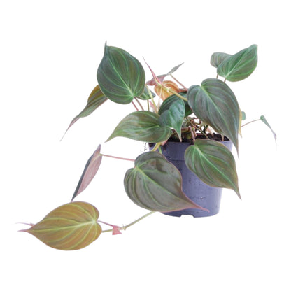 Philodendron scandens Micans - 25 cm - 12 cm