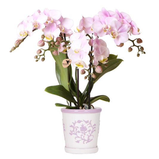 Roze Orchidee Portugal + Roze Malaga Decoratieve Pot - Potmaat 9cm