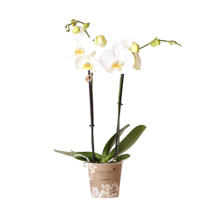 Witte Orchidee - Dame Blanche - potmaat 12cm