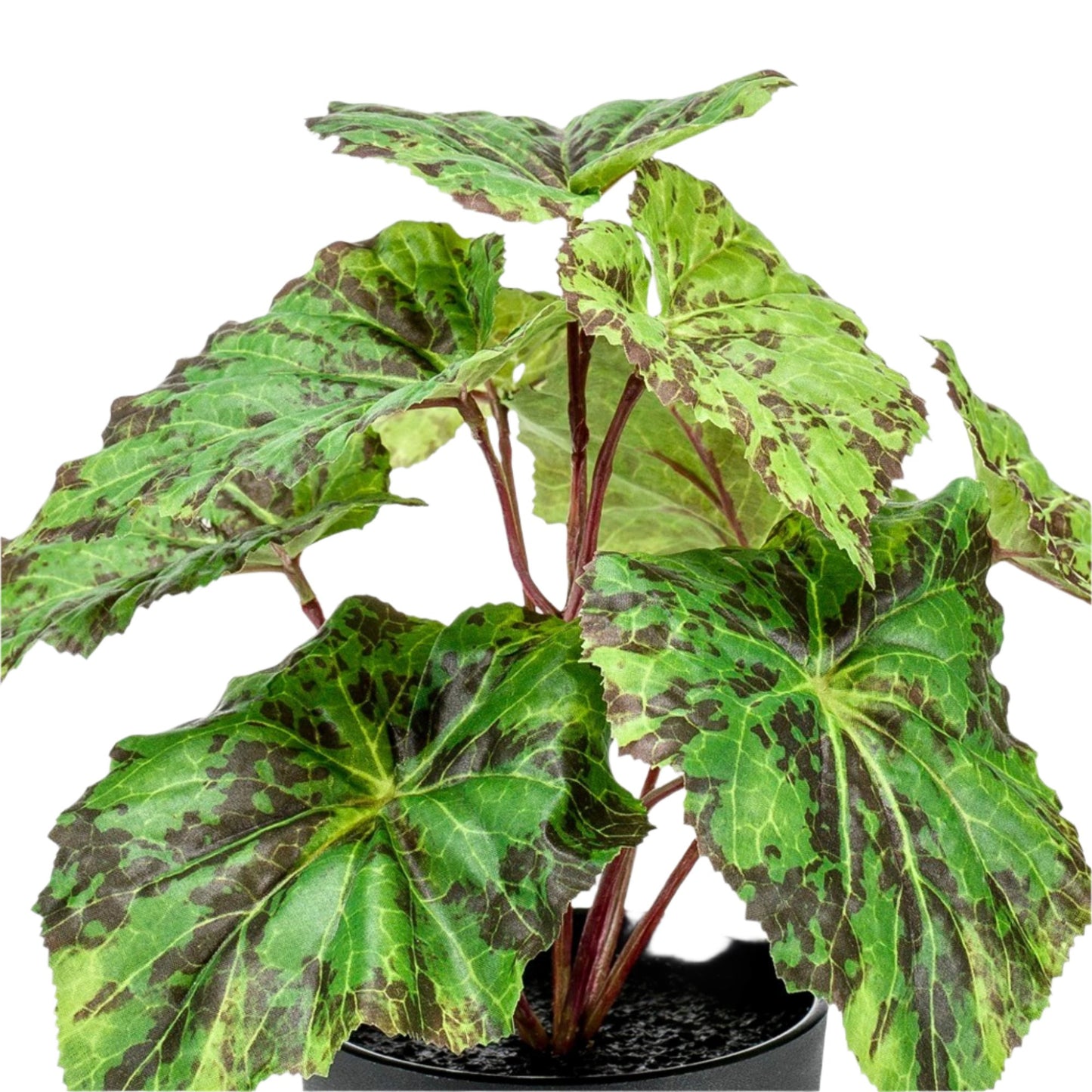 Kunstplant - Begonia Rex - Bladbegonia - 25 cm