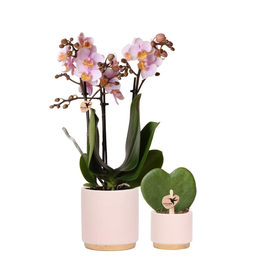 Plantenset Gold Foot Pink | Set met roze orchidee en Hoya Kerrii + keramische sierpotten - Potmaat 6-9cm