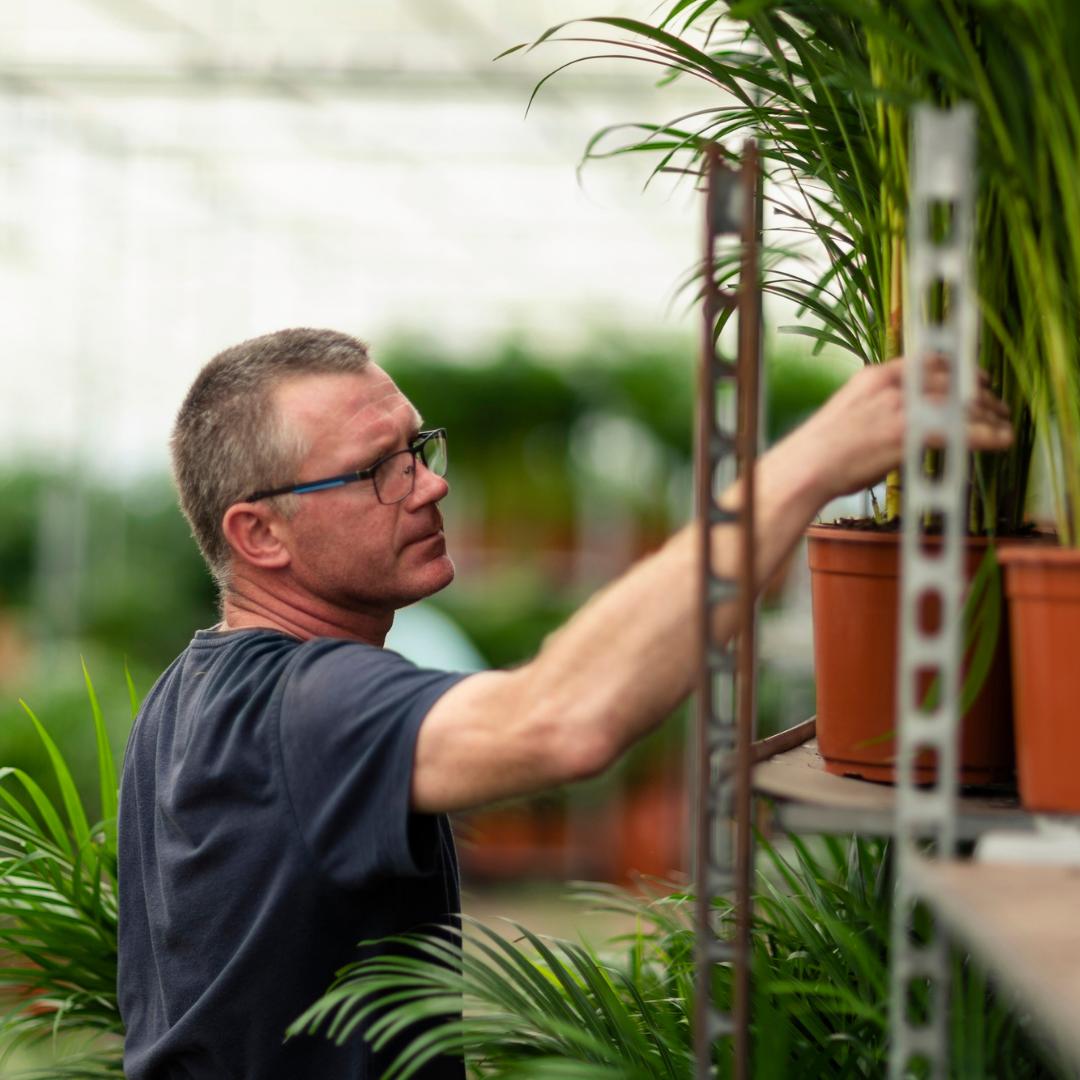 Areca Palm Tree - Height 130 cm - Pot size 24cm