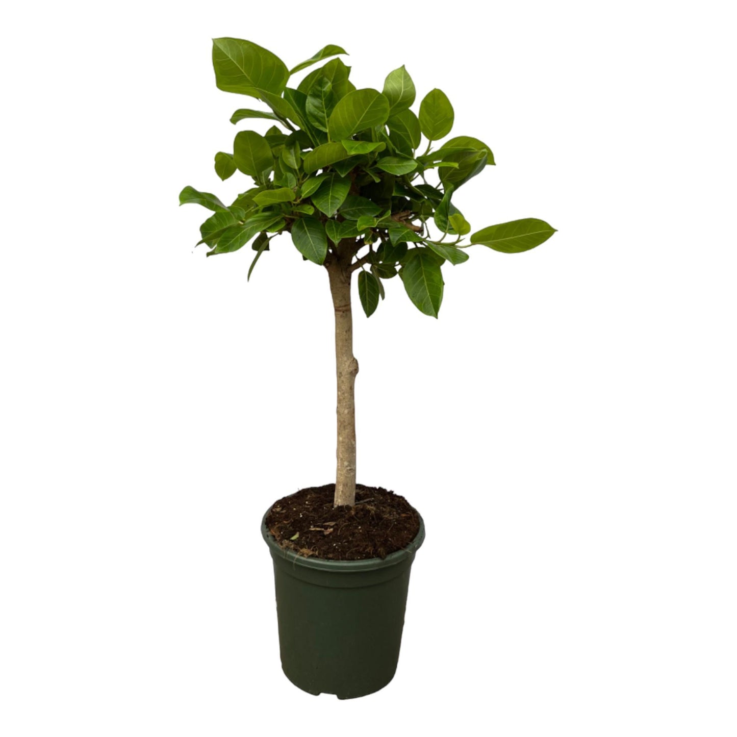 Ficus Altissimo variegata Tallo - Altura 120 cm - Tamaño maceta 33cm