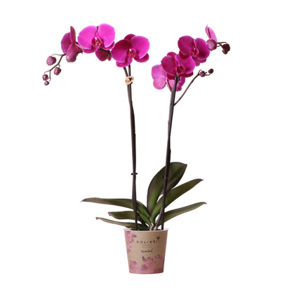 Purple Orchid - Mineral Violet Joyride - Pot Size 12 cm