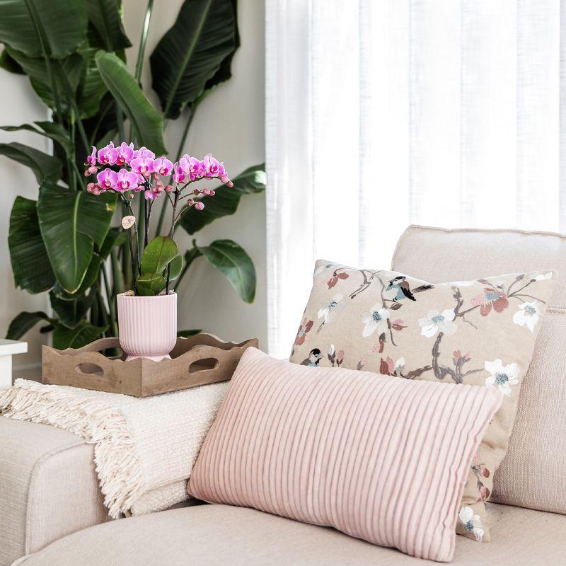 Plantenset Floral Blush Pink Small | Groene planten met orchidee in Floral Blush Pink potten en witte schaal