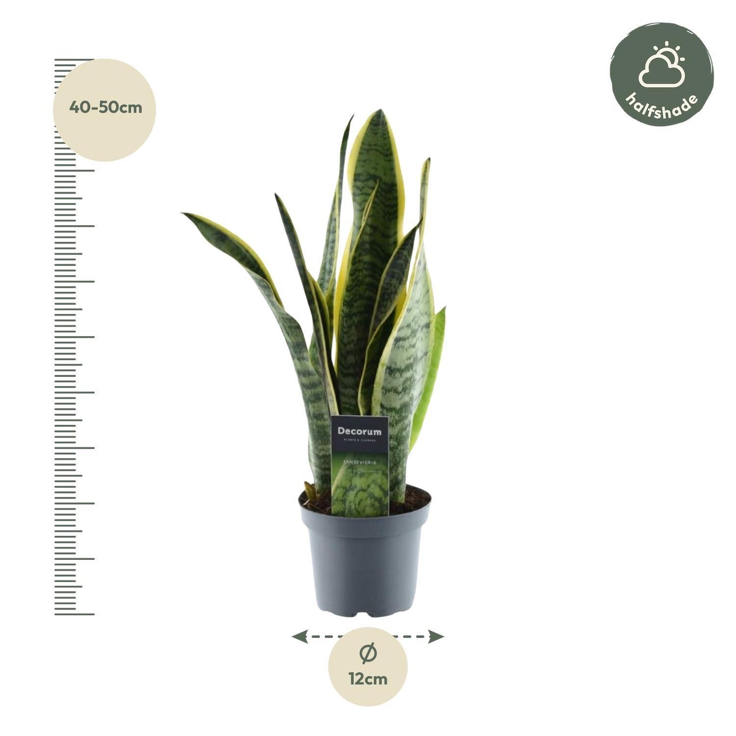 Sansevieria Laurentii - 45 cm - 12 cm