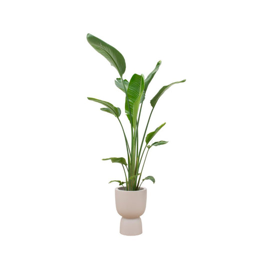 Combi deal - Strelitzia Augusta multi-stem + Elho Pure Coupe beige 35cm - 210 cm