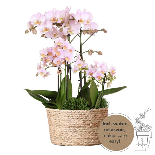 Pink Orchids Set in Reed Basket - 3 Pink Orchids + 3 Green Plants + Self-Sustaining Water Reservoir