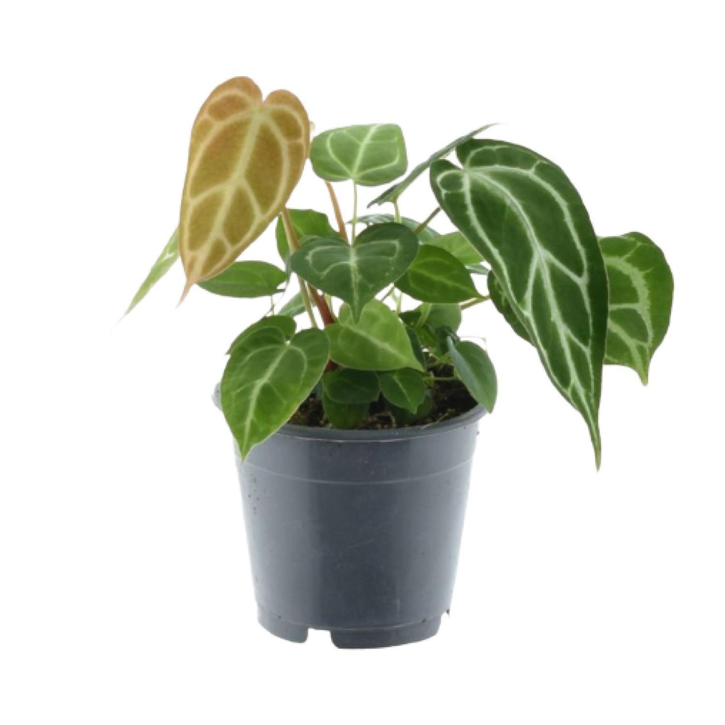 Green Mix 3 Plants - 35 cm - Pot size 12 cm - Monstera obliqua 'Monkey Leaf' + Philodendron Brandtianum + Anthurium Chrystallium