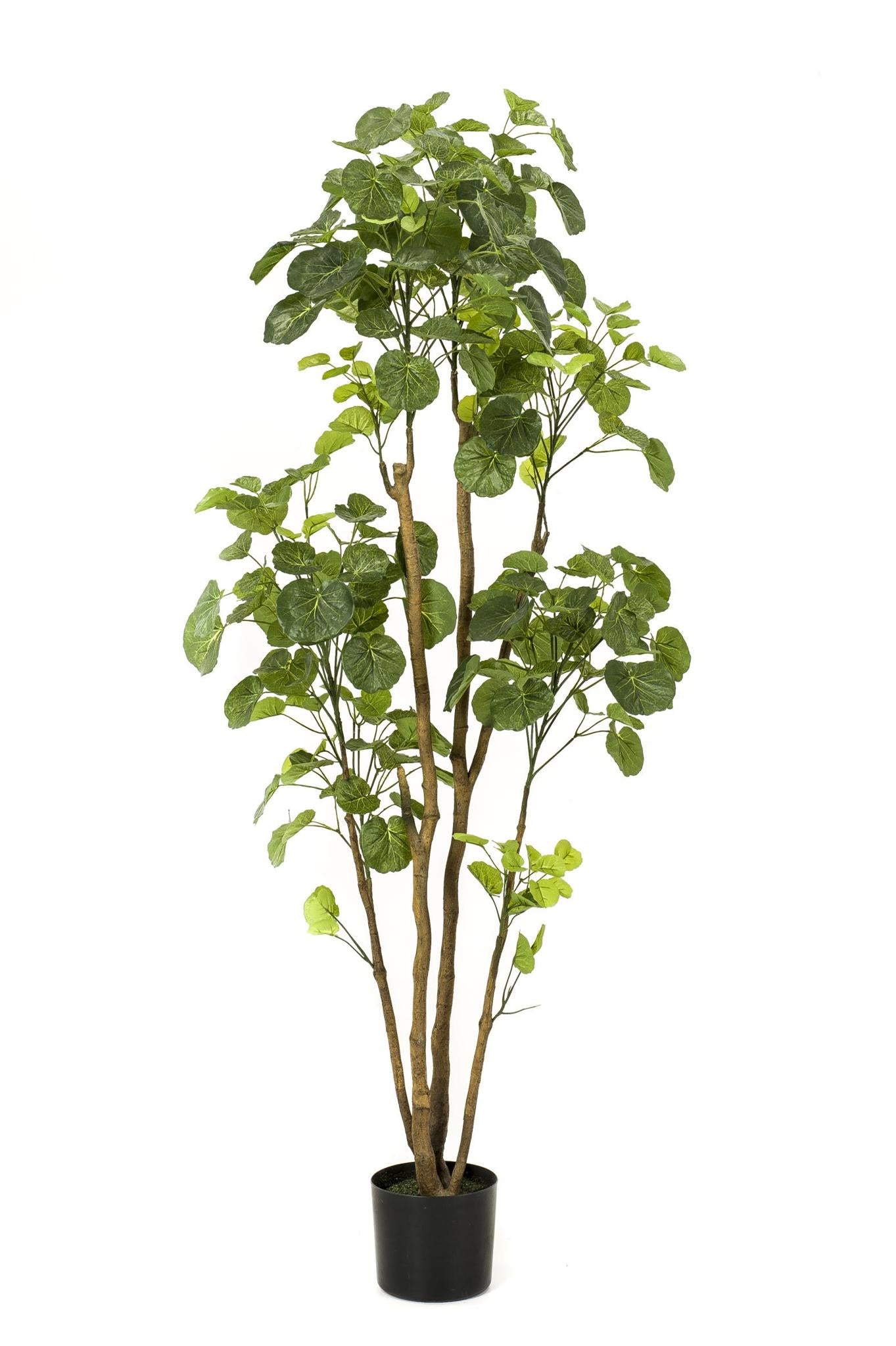 Artificial Plant - Polyscias - Aralia - 160 cm