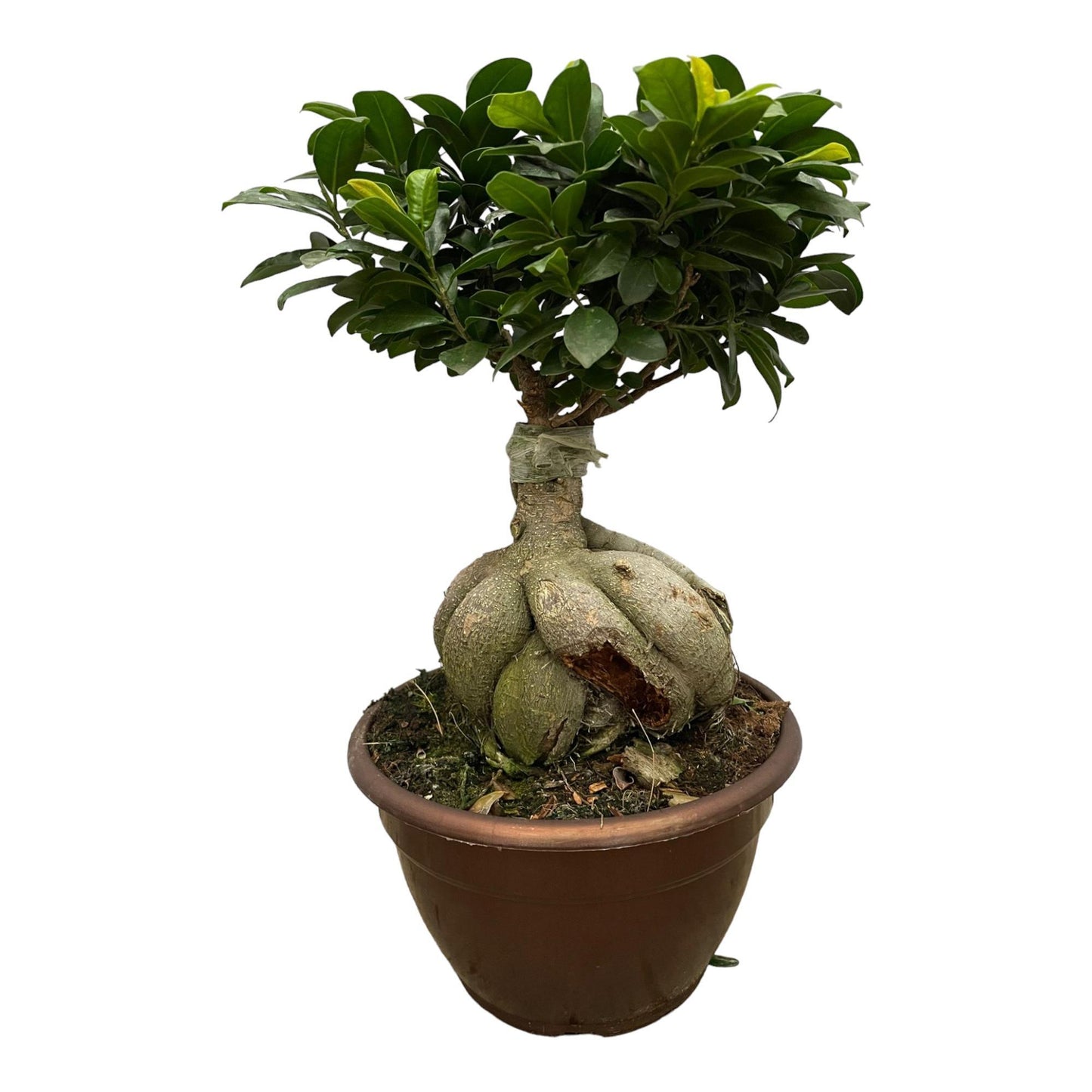 Ficus Microcarpa Ginseng - 50 cm - 25 cm