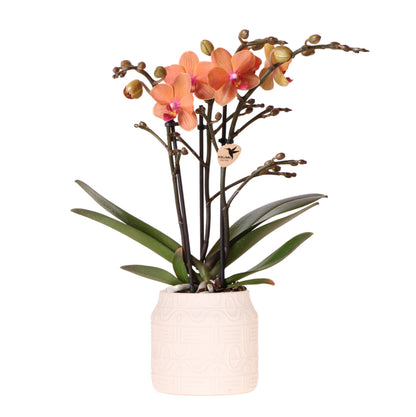 Oranje Orchidee Bolzano + Hiëroglief Off-White Decoratieve Pot - Potmaat 9cm