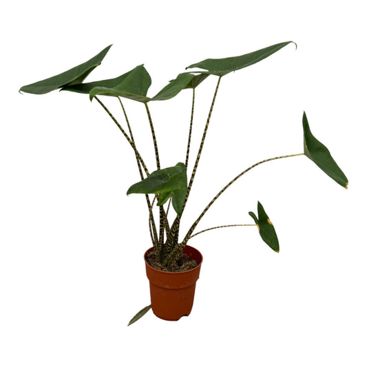 Alocasia Zebrina - Height 80 cm - Pot size 19 cm