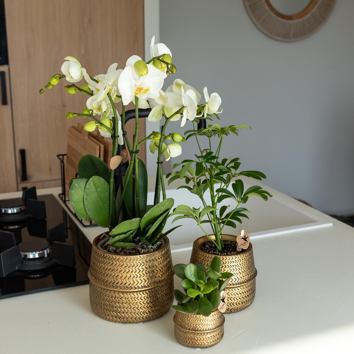 Orquídea naranja en maceta con ranuras doradas - 12 cm