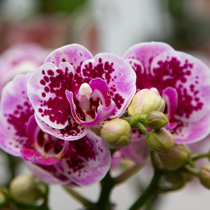 Roze Paarse Orchidee - El Salvador - potmaat 9cm