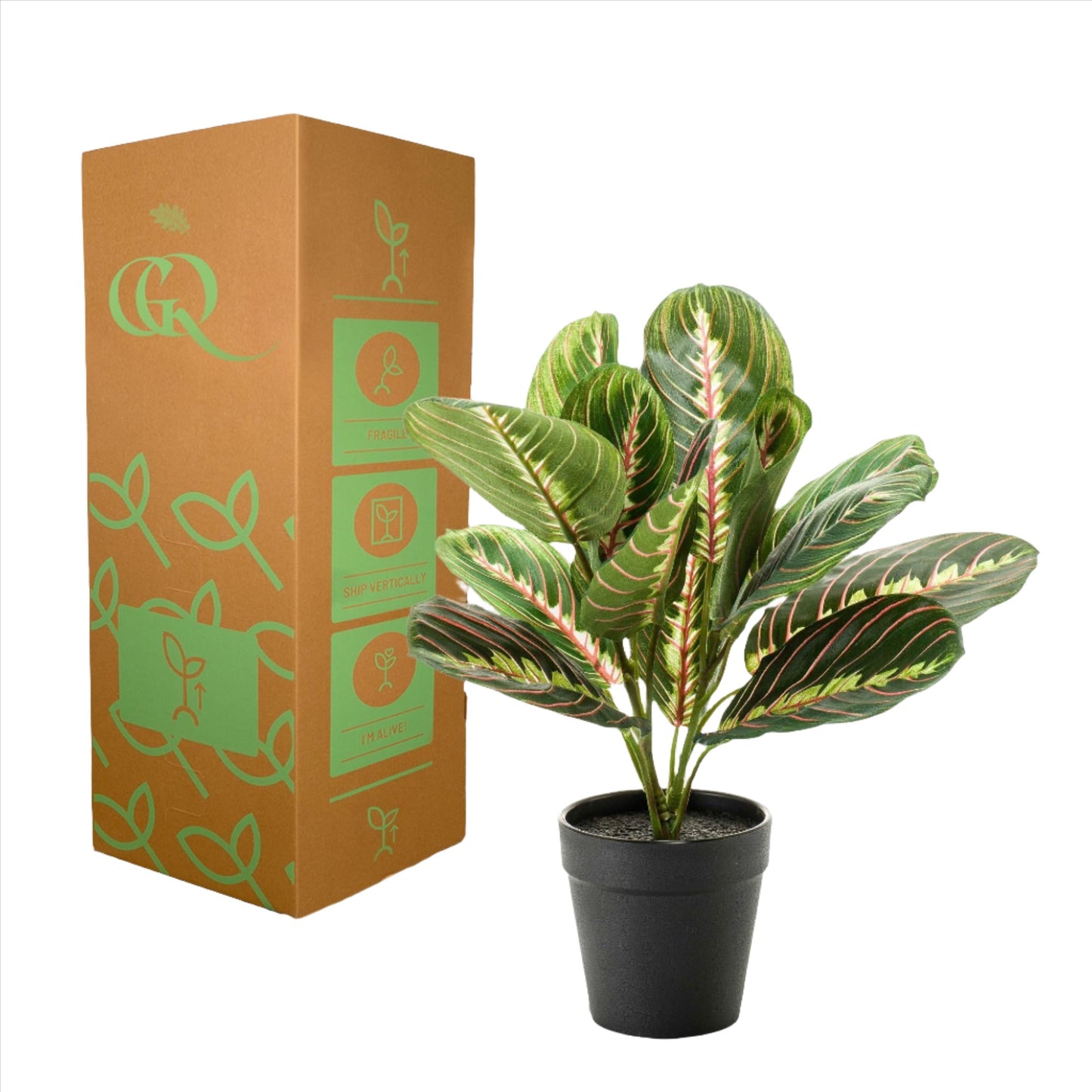 Artificial Plant - Marantha Fascinator - The Prayer Plant - 30 cm