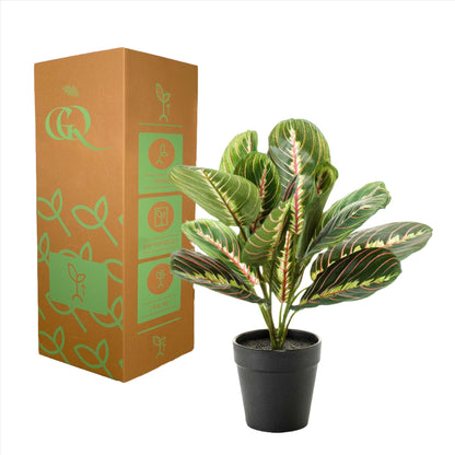 Artificial Plant - Marantha Fascinator - The Prayer Plant - 30 cm