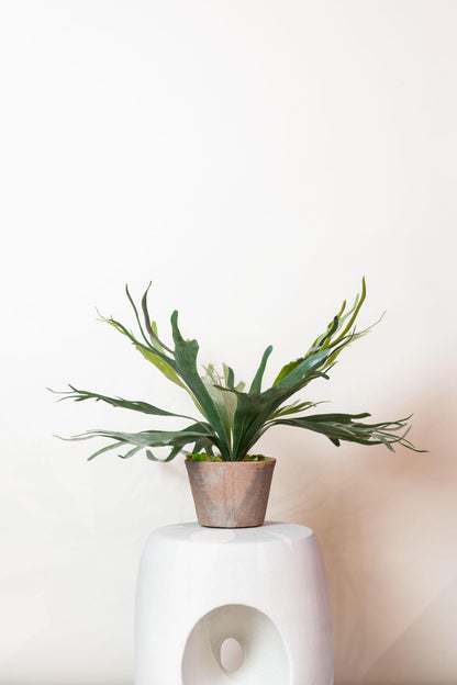 Artificial Plant - Staghorn Fern - Staghorn - 50 cm