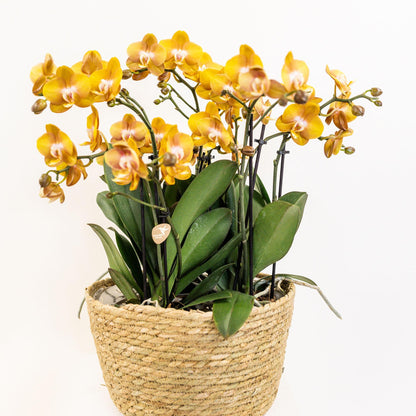 Orange Orchid Set in Reed Basket + Self-Sustaining Water Reservoir