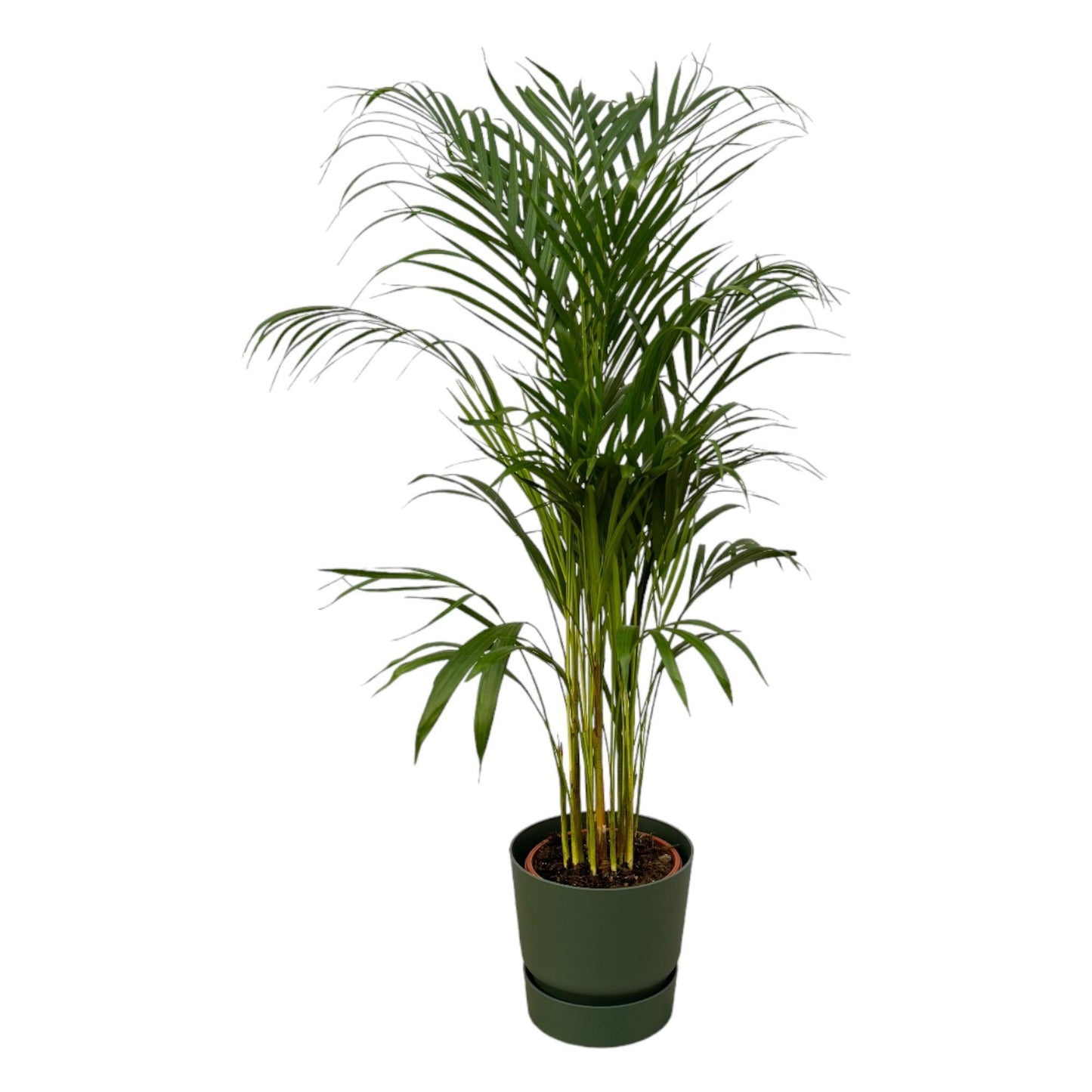 Areca Palmboom - Hoogte 110cm - incl. Elho Greenville Ronde Pot - Groen D24xH23