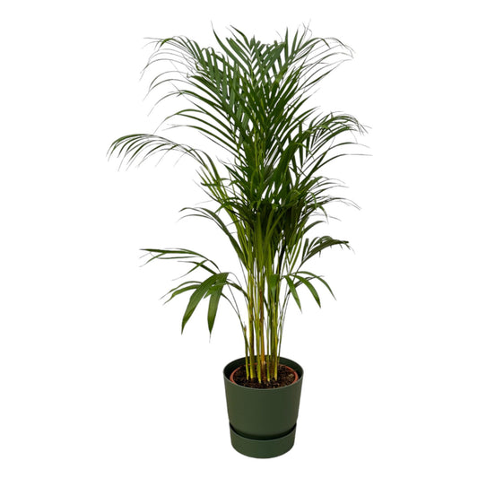 Areca Palm Tree - Height 110cm - incl  Elho Greenville Round Pot - Green D24xH23