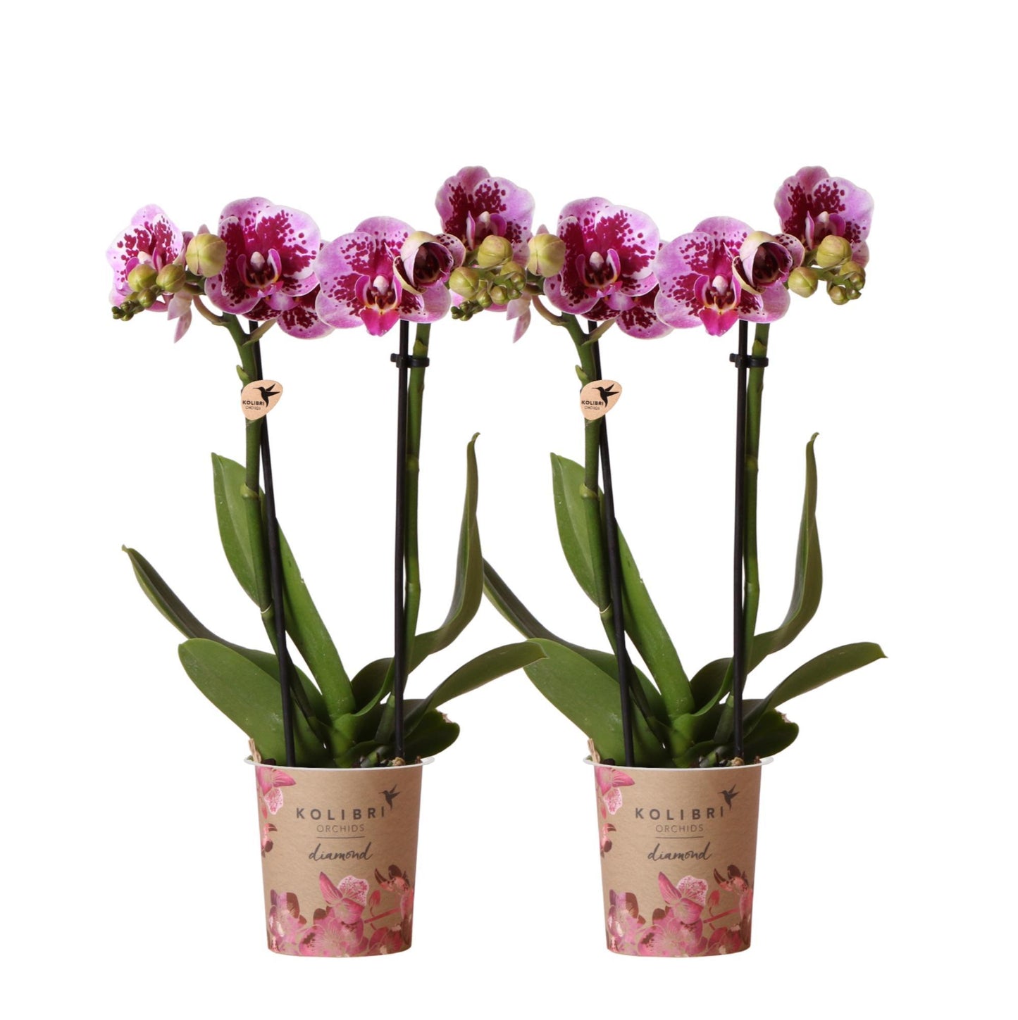 COMBI DEAL of 2 Pink Purple Orchids - El Salvador - Pot Size 9cm