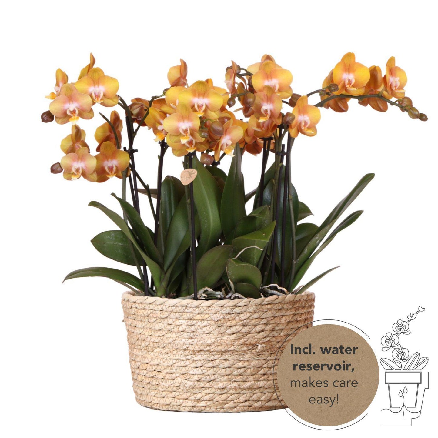 Orange Orchid Set in Reed Basket + Self-Sustaining Water Reservoir