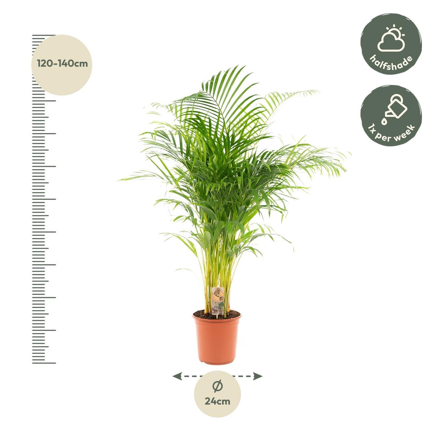 Areca Palm Tree - Height 130 cm - Pot size 24cm