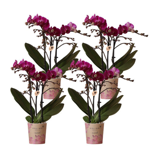 COMBI DEAL of 4 Purple Orchids - pot size 9cm