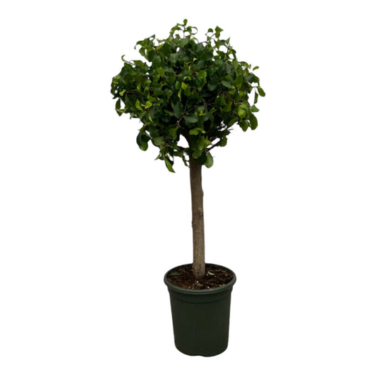 Ficus Nitida (Moclame) Stam - Hoogte 120 cm - Potmaat 33cm