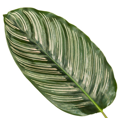 Calathea Sanderiana - 80 cm - 19cm