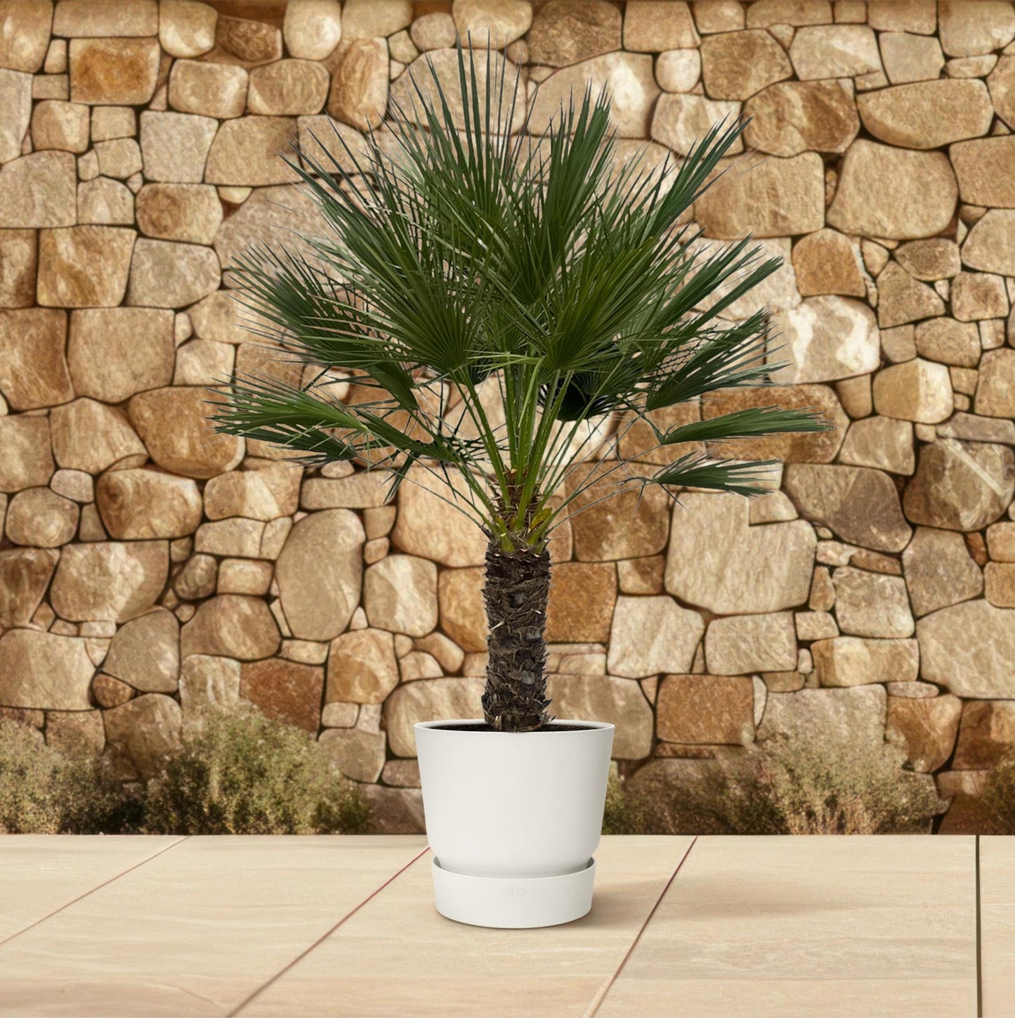 Chamaerops Humilis on a stem - 150 cm - 45 cm