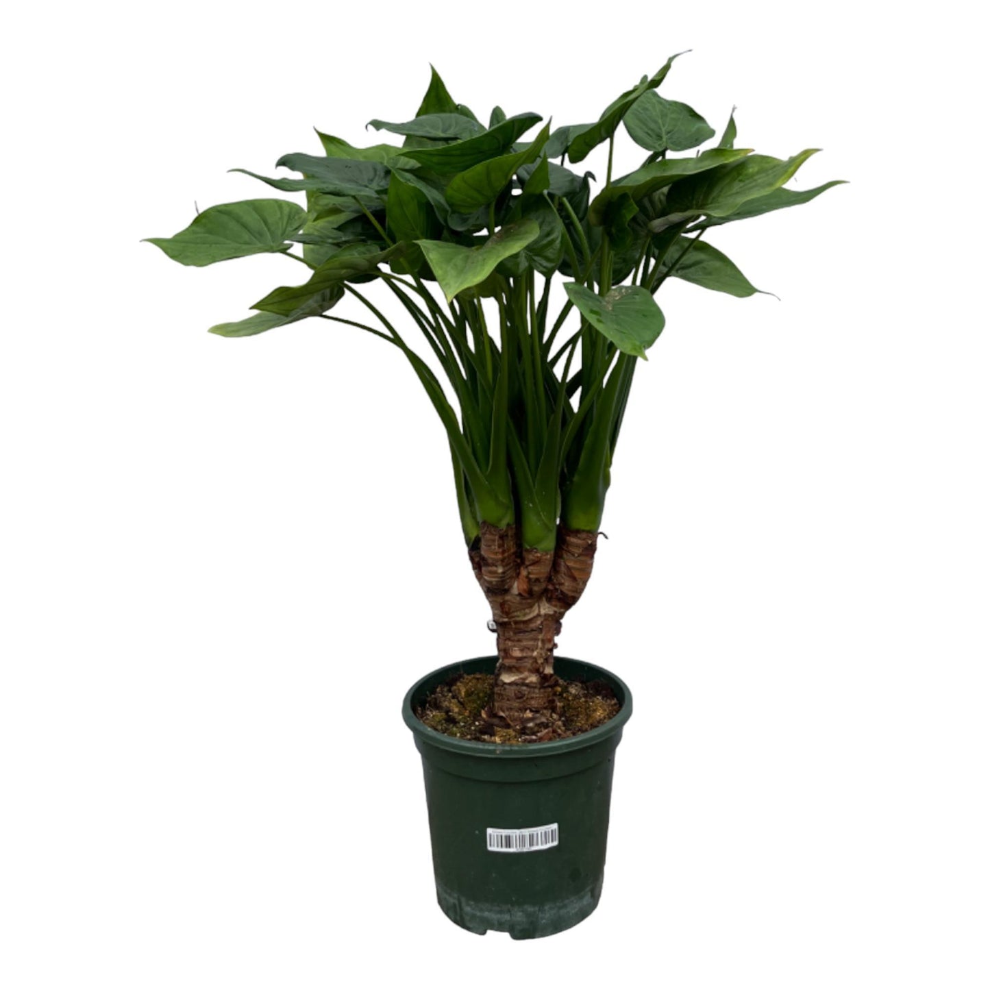 Alocasia Cucullatta Stam - Hoogte 75 cm - Potmaat 26cm