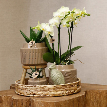 Geschenkset Jungle - Groene plantenset met witte orchidee incl. keramische potten en accessoires