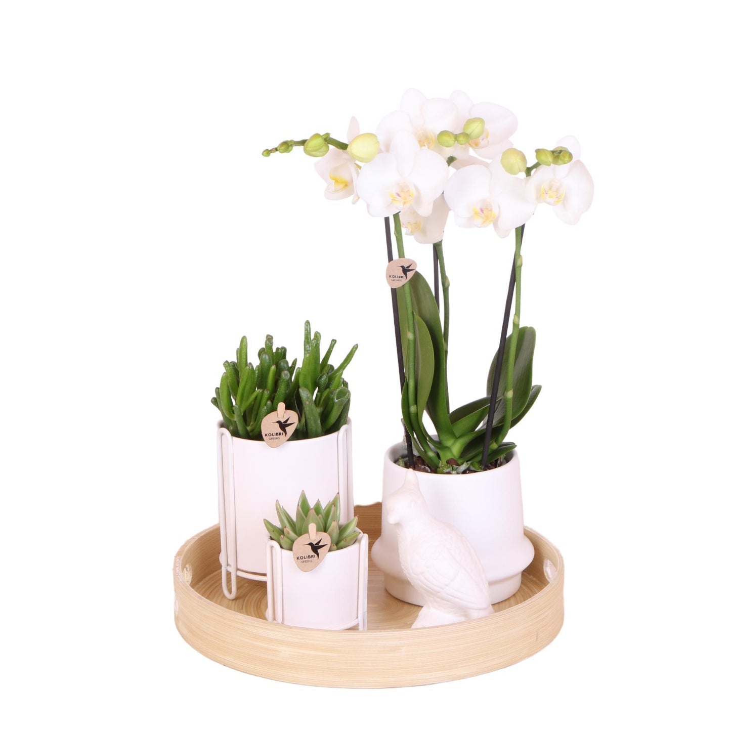 witte orchidee + keramische sierpotten en accessoires