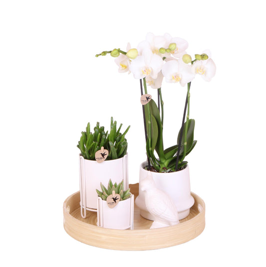 White Orchid Set + Ceramic Pots and Accessories