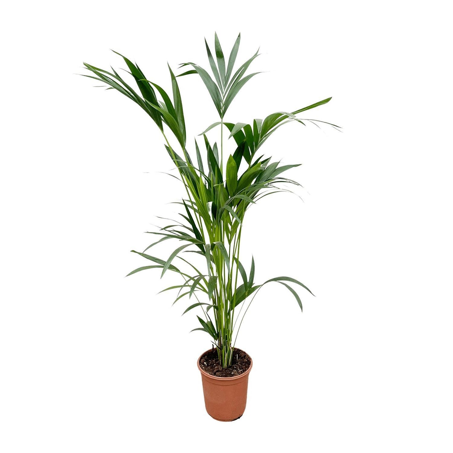 Kentia Palmboom - Hoogte 160cm - Potmaat 24 cm