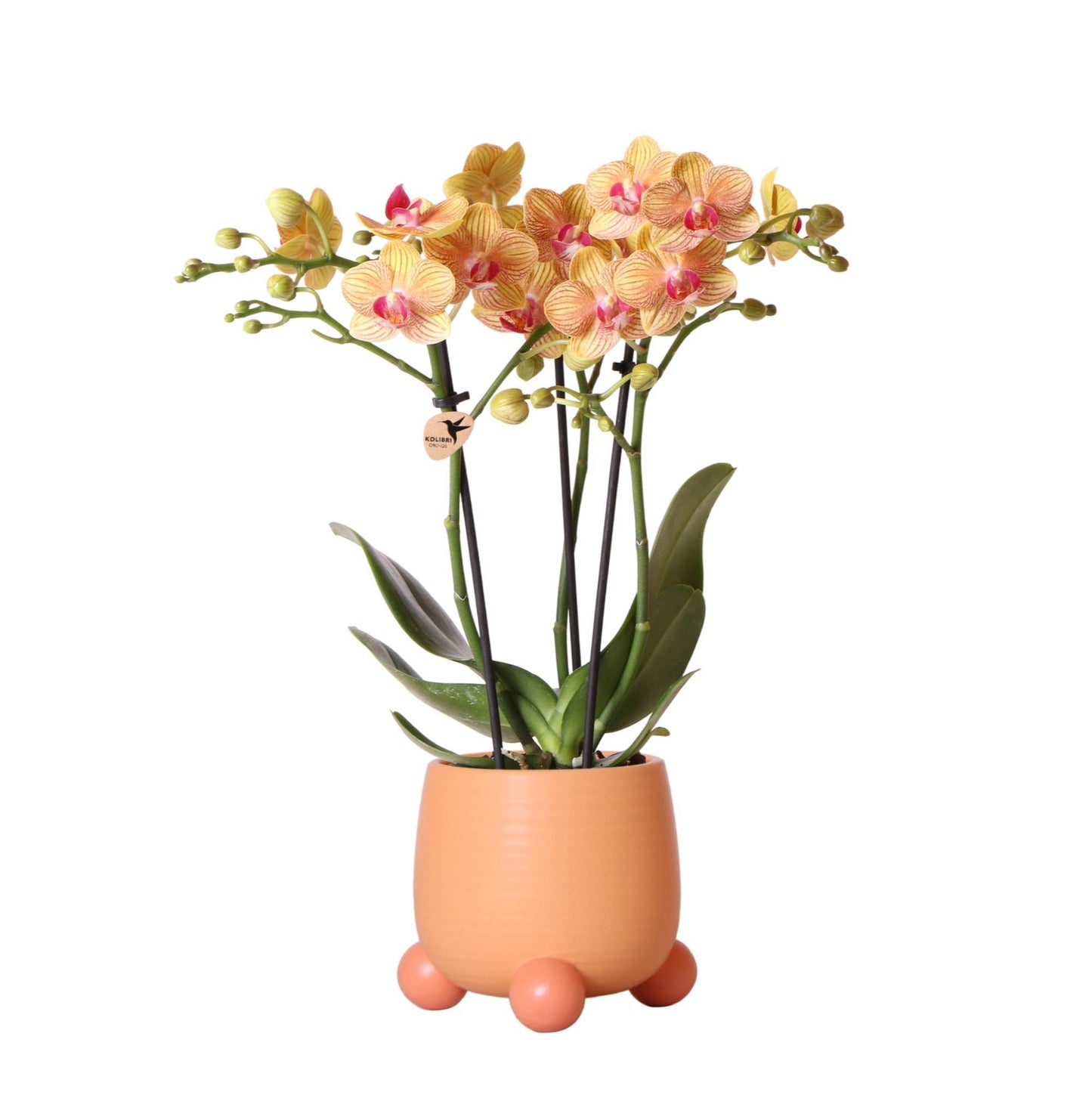 Oranje Orchidee – Jamaica + Rolling Decoratieve Pot Perzik – Potmaat 9cm – 35cm