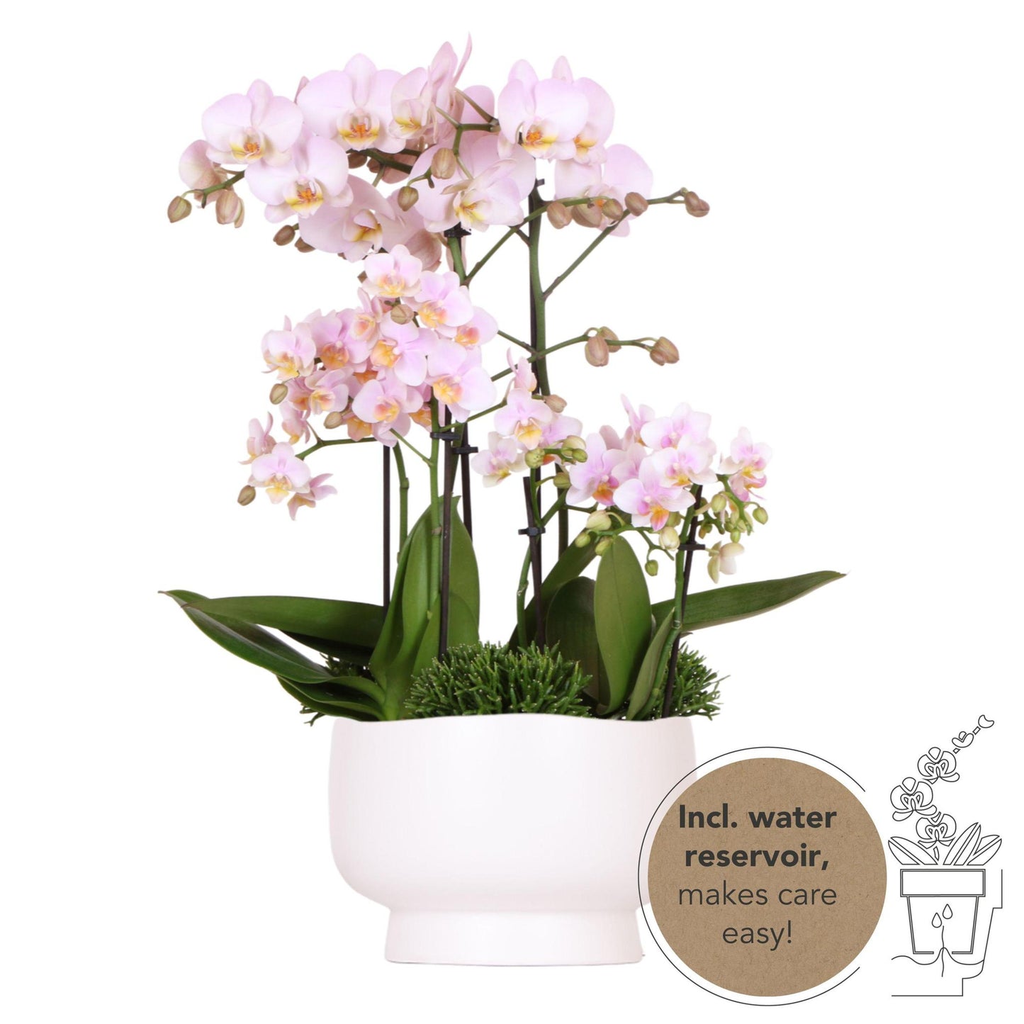 Pink Plant Set in Scandic Dish - Three Pink Orchids + Three Green Plants - Field Bouquet Pink + Self-Sustaining Water Reservoir