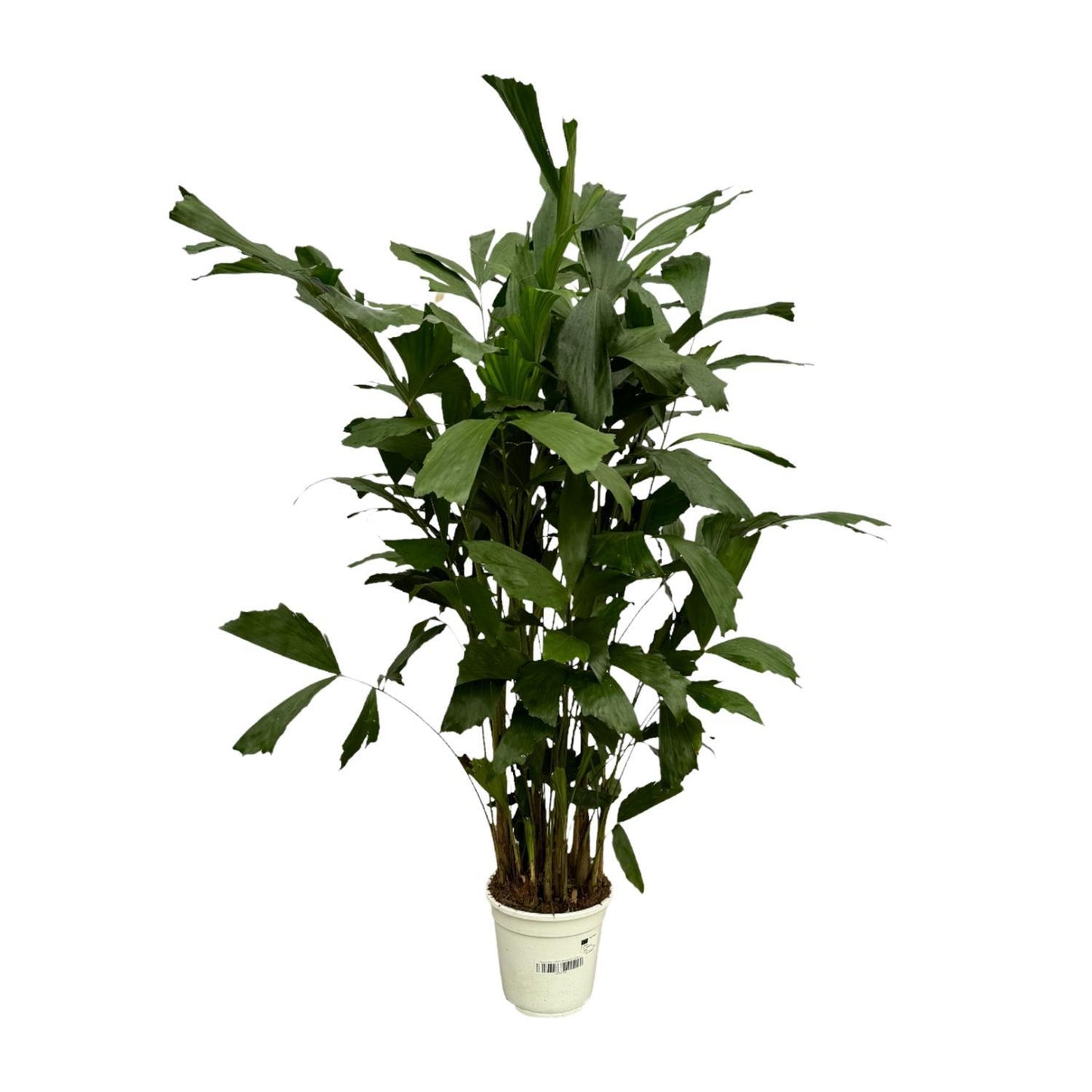 Caryota Mitis - Height 120 cm - Pot size 19cm