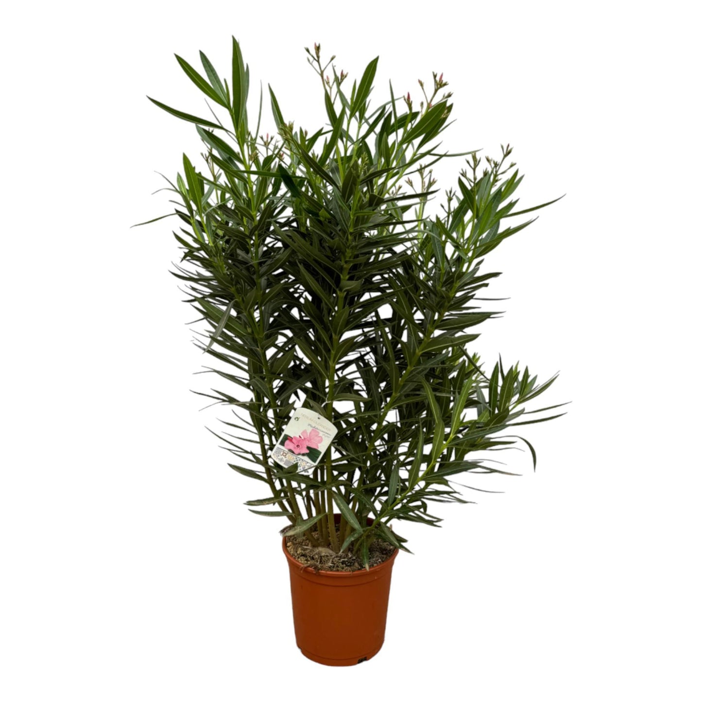 Arbusto Nerium Oleander + flores blancas - 160 cm - 30 cm